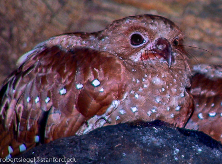 oilbird